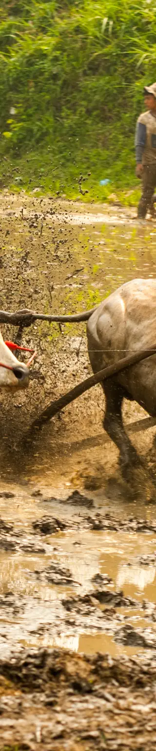 Am traditionellen Cow Race mitfiebern